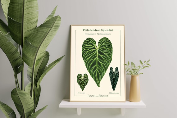 Philodendron Splendid  Verrucosum X Melanochrysum Digital Botanical  Illustration - Etsy