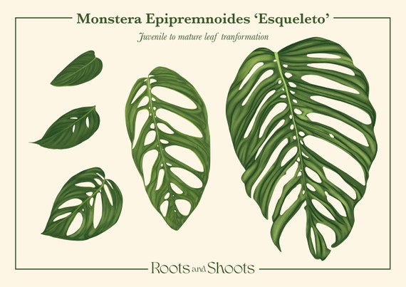 monstera seedling Philodendron Monstera Mint SEED'S – Grow Unique Plants main image 1