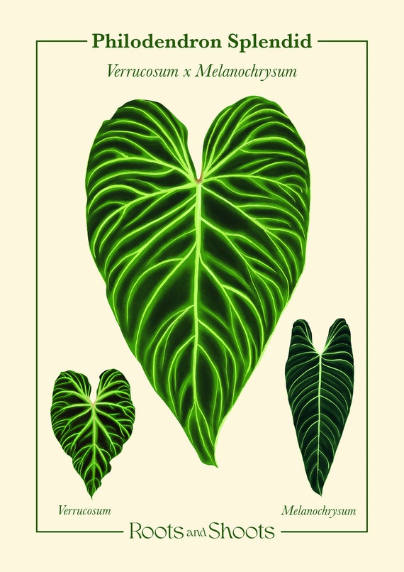 Philodendron Splendid  Verrucosum X Melanochrysum Digital Botanical  Illustration - Etsy