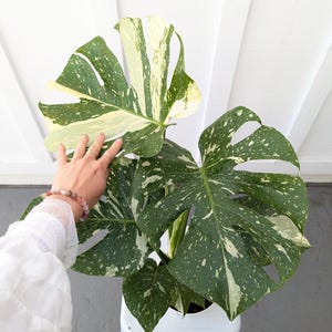 Monstera Thai Constellation