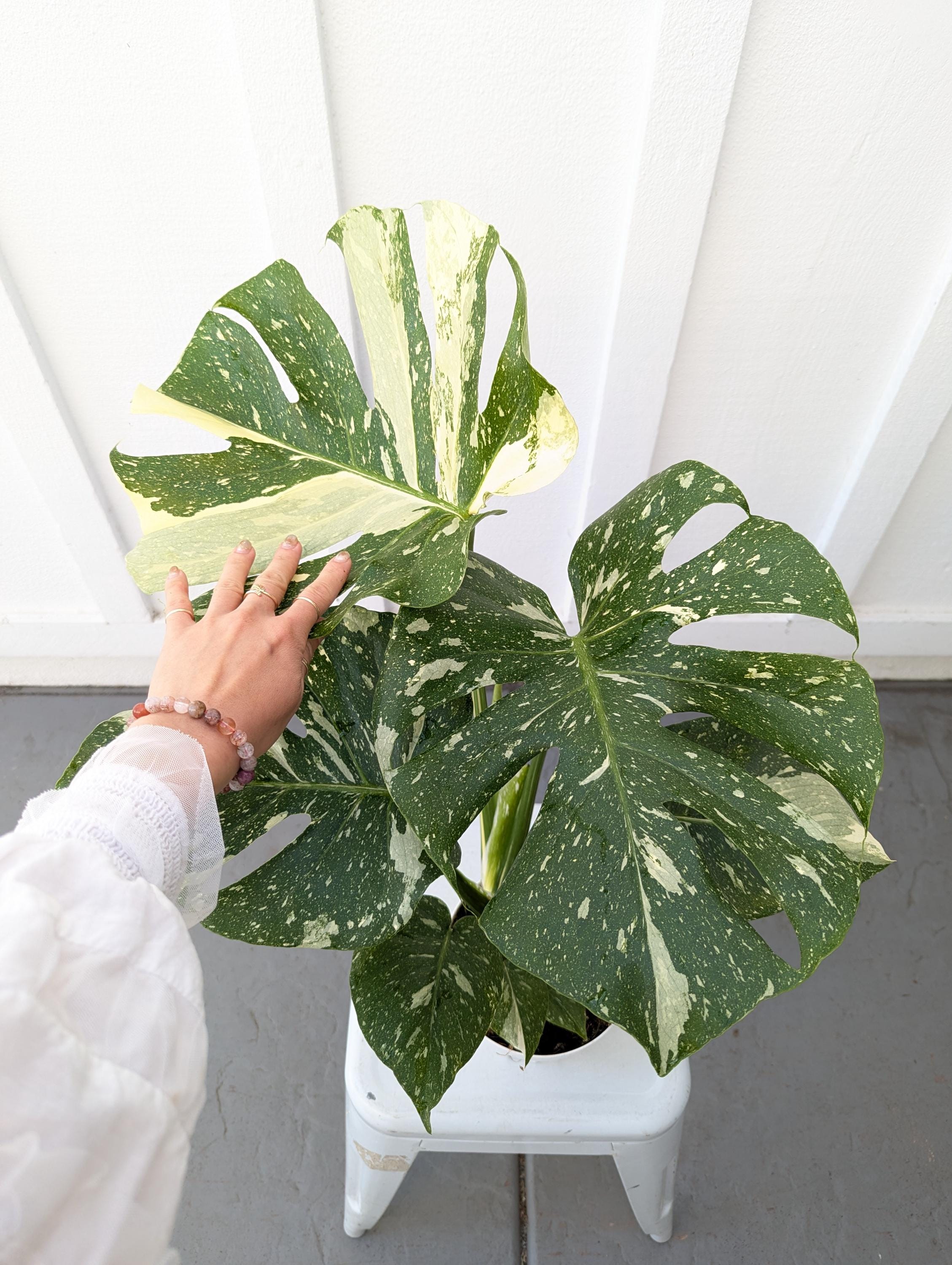 Monstera Thai Constellation 6