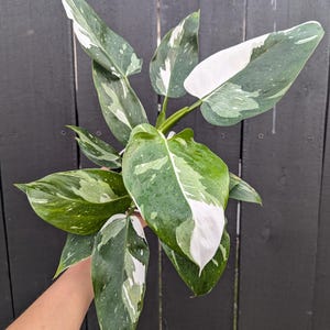 Philodendron White Princess Plant 4&quot; Pot