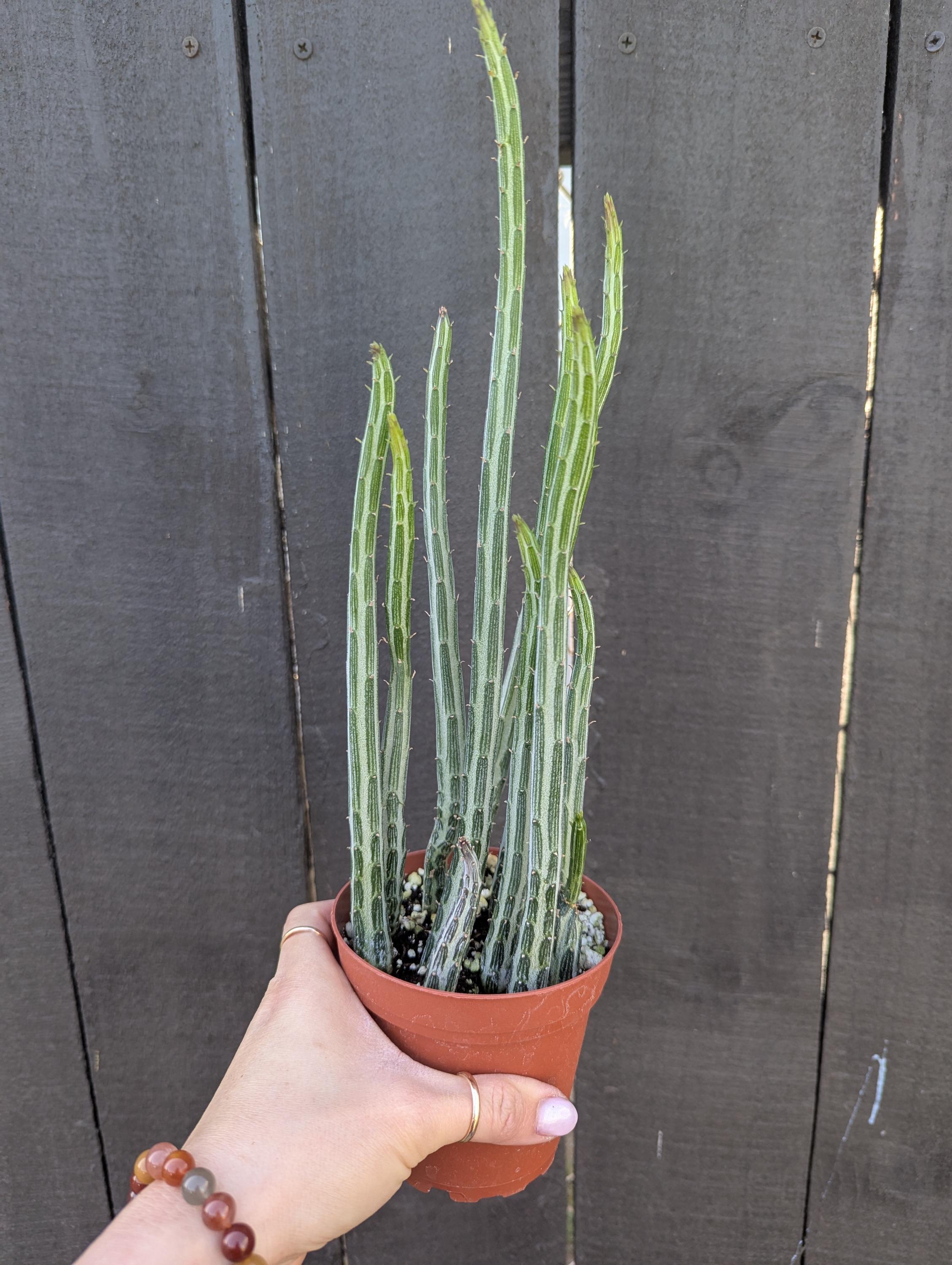Pickle Plant 4" Pot