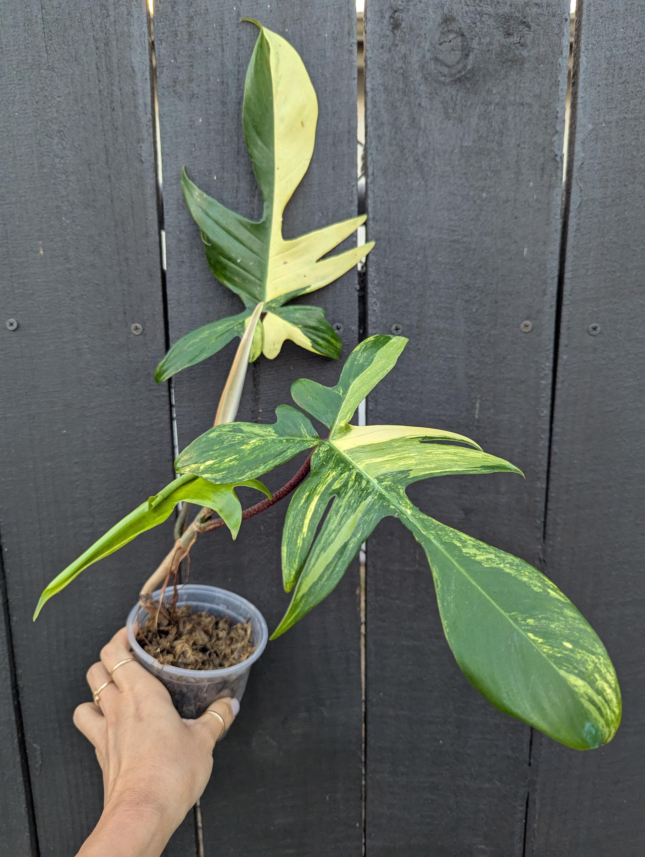 Philodendron Florida Beauty Plant 4" Pot - Etsy