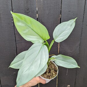 Philodendron Silver Sword Plant 4" Pot