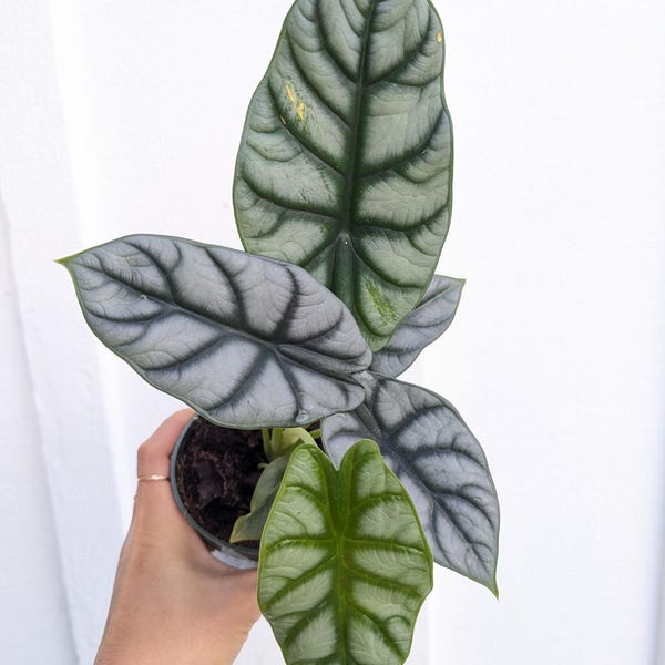 Alocasia Baginda Silver Dragon 4" Pot