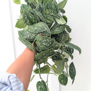 May include: A trailing Scindapsus pictus plant with heart-shaped, dark green leaves featuring irregular silver-grey variegation and spots. The plant has multiple long, cascading stems with foliage that displays a matte texture and distinct patterns.