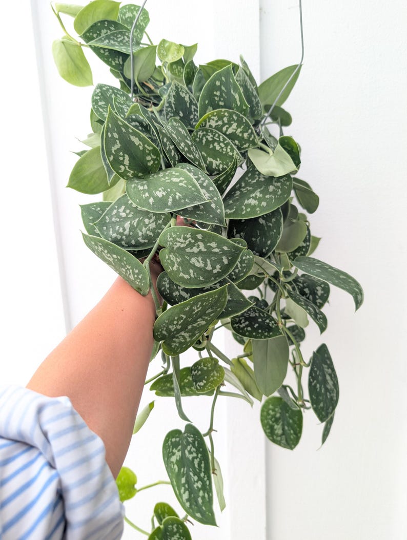 May include: A trailing Scindapsus pictus plant with heart-shaped, dark green leaves featuring irregular silver-grey variegation and spots. The plant has multiple long, cascading stems with foliage that displays a matte texture and distinct patterns.