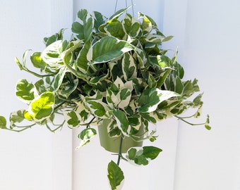 Pothos N'Joy Plant