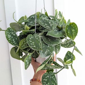 May include: A hanging Scindapsus pictus plant with heart-shaped, dark green leaves featuring silver-grey variegation and speckles. The plant is contained in a white pot suspended by thin grey cords, displaying a trailing growth pattern.