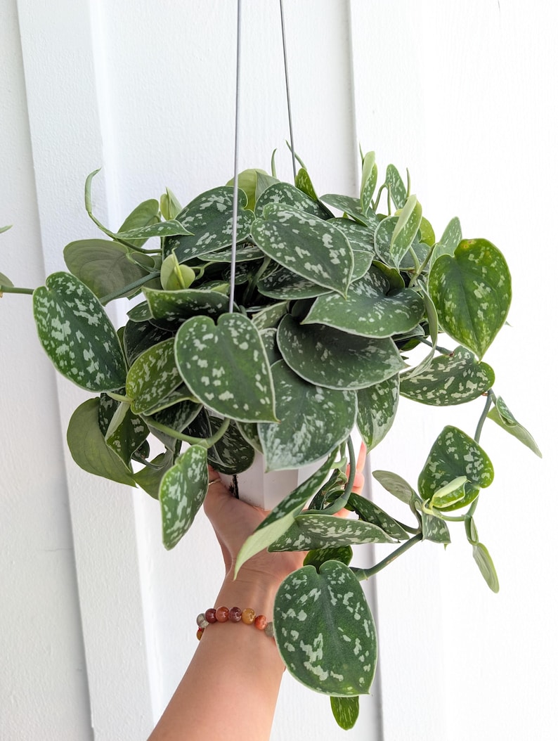 May include: A hanging Scindapsus pictus plant with heart-shaped, dark green leaves featuring silver-grey variegation and speckles. The plant is contained in a white pot suspended by thin grey cords, displaying a trailing growth pattern.
