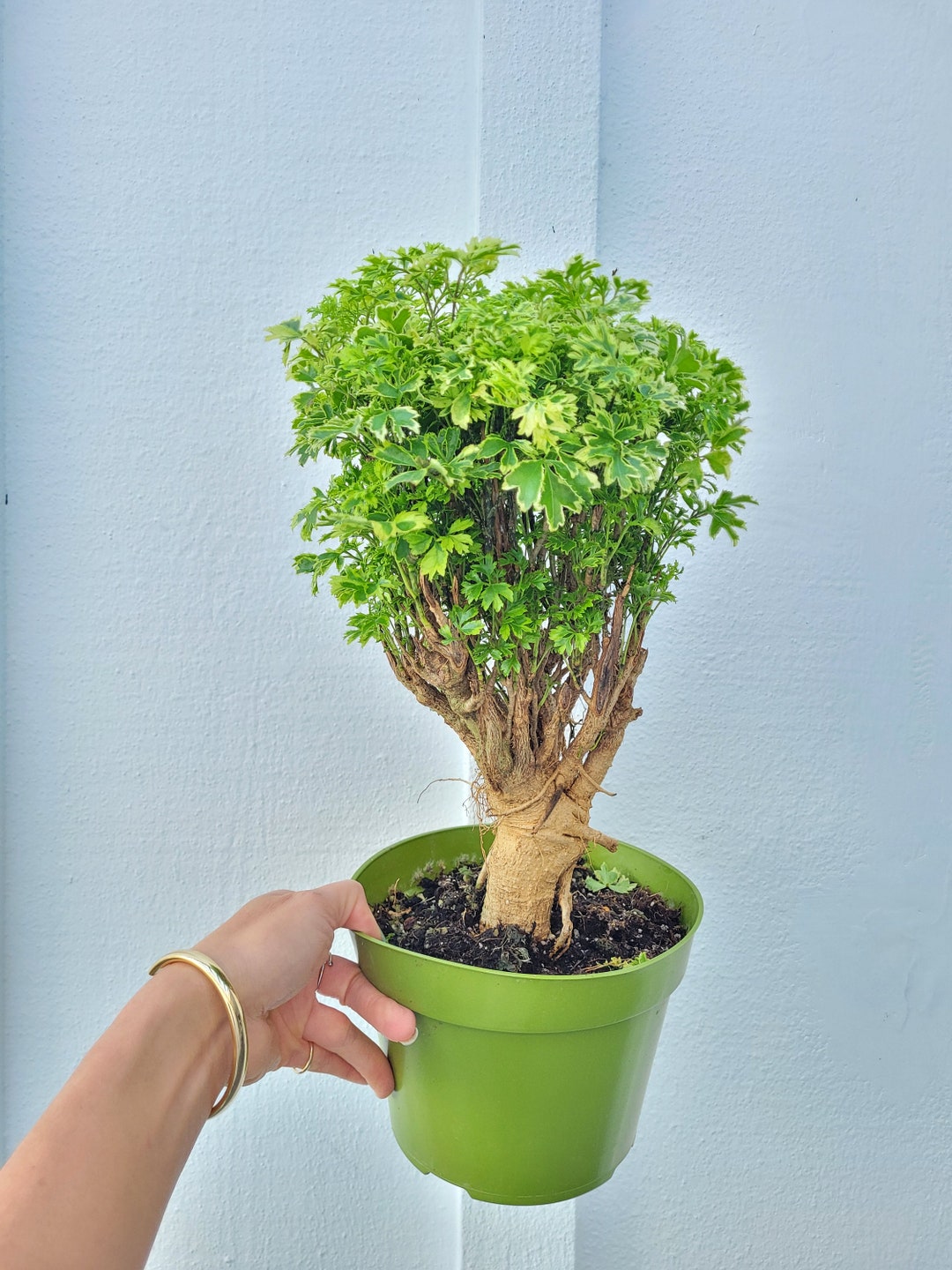 Aralia Ming Gold Variegated 6 Pot Etsy