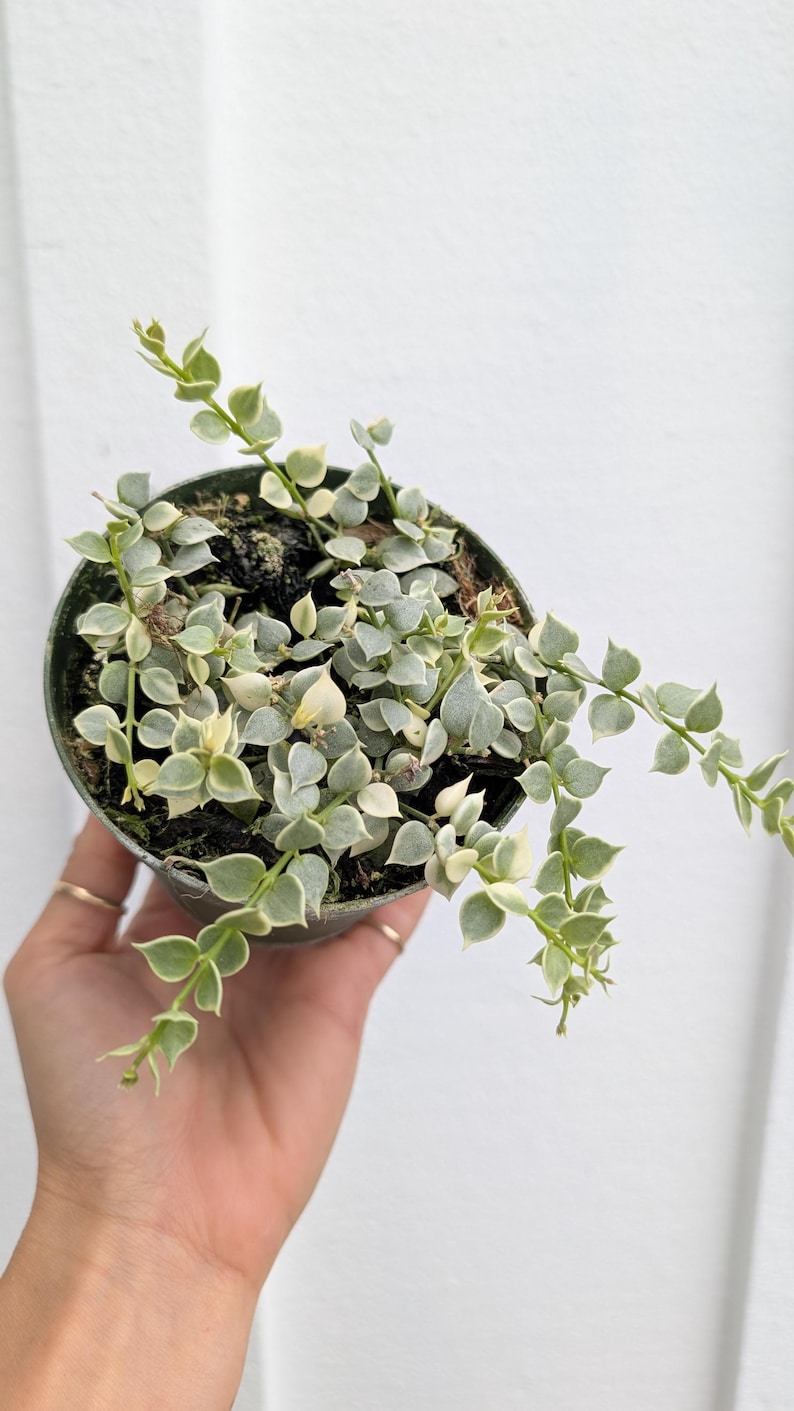 Dischidia Ruscifolia Plant - Thumbnail 3