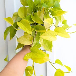 Pothos Neon 6" Pot