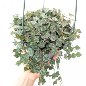 Hoya Curtisii Plant 6&quot; Pot