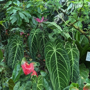May include: A close-up of a lush green tropical plant with large, dark green leaves. The leaves have prominent veins and a heart-shaped form. There are also pink and red flowers in the image.