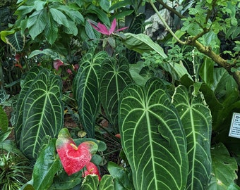 Upgrade shipping to USPS priority