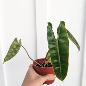 Philodendron Billietiae 4&quot; Pot