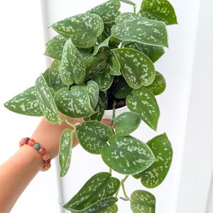 May include: A Scindapsus pictus houseplant featuring heart-shaped green leaves with distinct silver-grey variegation and speckles. The plant has multiple trailing stems and is contained within a small white plastic nursery pot for display.