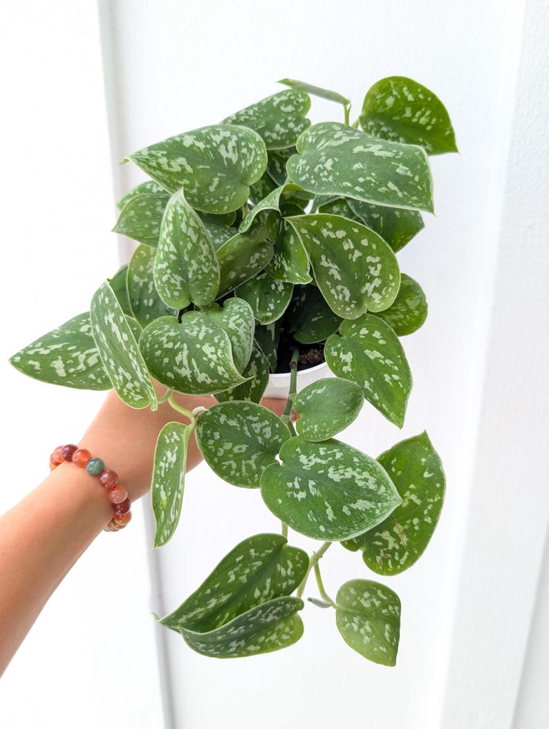 May include: A Scindapsus pictus houseplant featuring heart-shaped green leaves with distinct silver-grey variegation and speckles. The plant has multiple trailing stems and is contained within a small white plastic nursery pot for display.