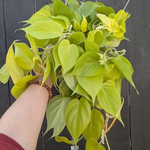 Philodendron Neon Plant 6&quot; Pot