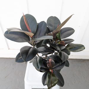 May include: A rubber plant with large, dark green leaves and reddish new growth. The plant is in a white pot and sits on a white stool. The background is a white wall.