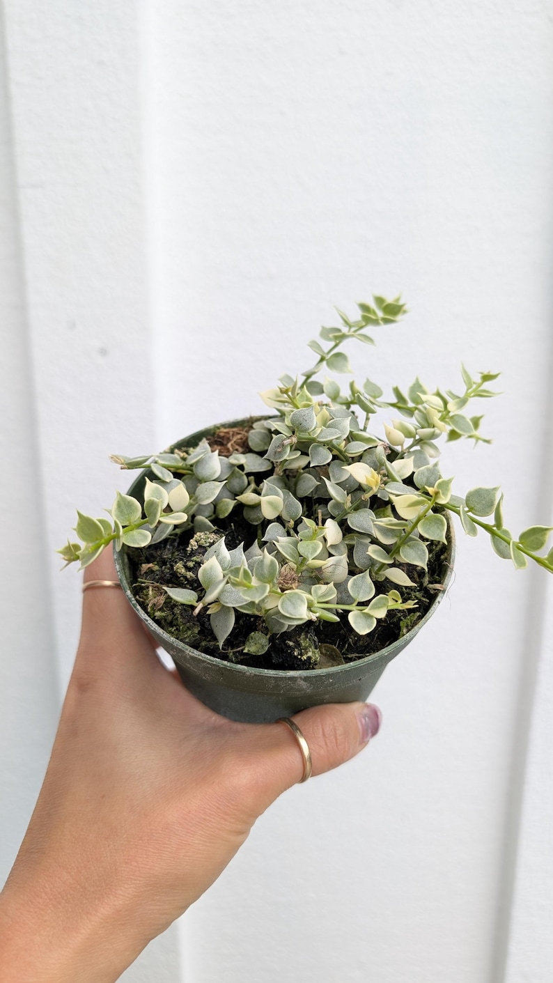 Dischidia Ruscifolia Plant - Thumbnail 2