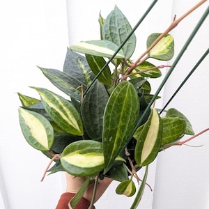 May include: A hanging plant with dark green leaves and creamy white variegation. The leaves are oval-shaped with prominent veins. The plant is suspended by green wires, showcasing a vibrant display of foliage. The plant is a houseplant.