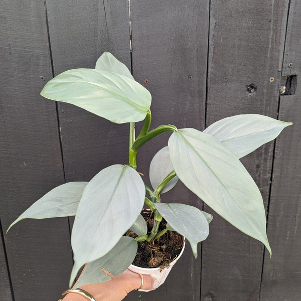 Philodendron Silver Sword Plant 4" Pot