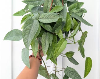 Pothos Cebu Blue Plant
