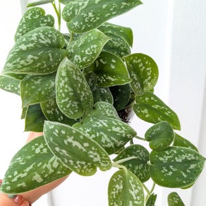 May include: A Scindapsus pictus plant featuring heart-shaped, dark green leaves with irregular, speckled silver-grey variegation. The foliage grows on trailing stems, displaying a dense, lush pattern of matte-textured leaves with distinct silver markings.