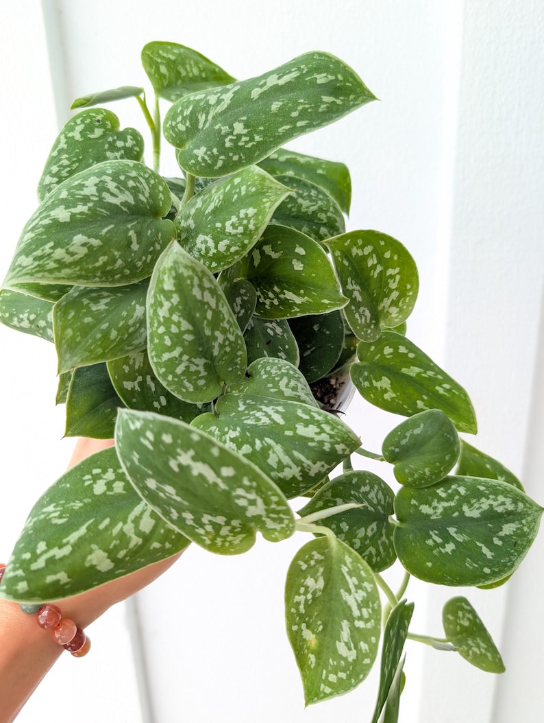 May include: A Scindapsus pictus plant featuring heart-shaped, dark green leaves with irregular, speckled silver-grey variegation. The foliage grows on trailing stems, displaying a dense, lush pattern of matte-textured leaves with distinct silver markings.