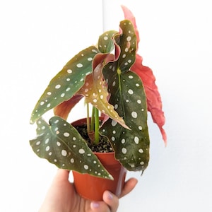 May include: A potted Begonia maculata plant, also known as a polka dot begonia, with dark green leaves speckled with white spots. The plant has reddish-pink undersides and is in a small brown plastic pot. The background is plain white.