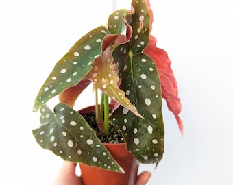 Begonia Maculata Polka Dot Plant 4" Pot