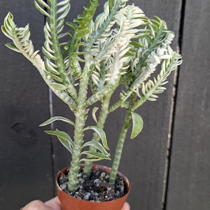 Devil's Backbone Variegated Plant 2" Pot