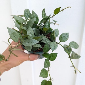Hoya Krohniana Eskimo/Silver Splash 4&quot; pot