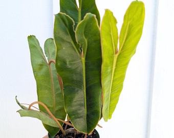 Philodendron Billietiae Mature Nodes US Grown Rare Aroid NOT TC - Etsy