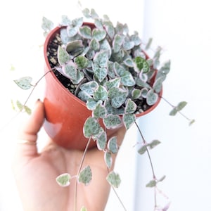 Variegated Ceropegia Woodii Strings of Hearts Plant
