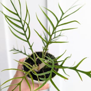 Philodendron Tortum Plant 4&quot; pot