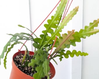 Epiphyllum Anguliger Ric Rac Cactus Plant 6" Pot