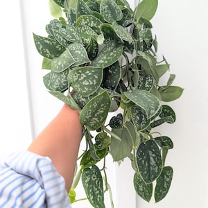 May include: A trailing Scindapsus pictus plant with heart-shaped, dark green leaves featuring irregular silver-grey variegation and speckling. The plant has multiple long, cascading stems with foliage growing in a dense, lush cluster.