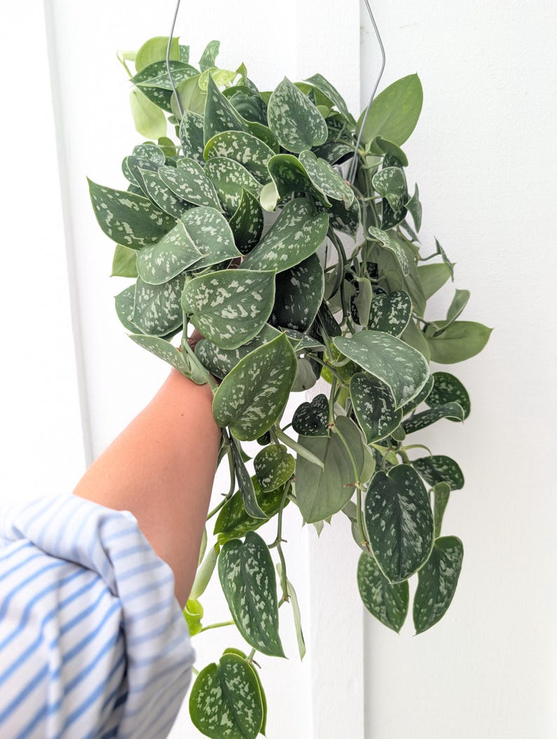 May include: A trailing Scindapsus pictus plant with heart-shaped, dark green leaves featuring irregular silver-grey variegation and speckling. The plant has multiple long, cascading stems with foliage growing in a dense, lush cluster.