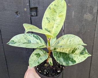 Ficus Shivereana Moonshine