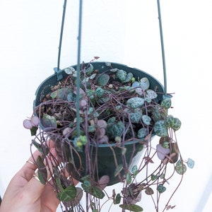 Ceropegia Woodii Strings of Hearts Plant 6" Pot (long but sparse on top)