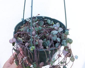 Ceropegia Woodii Strings of Hearts Plant 6" Pot (long but sparse on top)