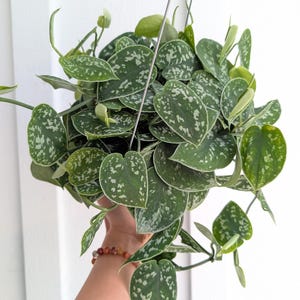 May include: A hanging Scindapsus pictus plant featuring heart-shaped, dark green leaves with irregular silver-grey variegation and speckles. The trailing vines are suspended by thin metal wires, showcasing a dense cluster of foliage with a matte texture.