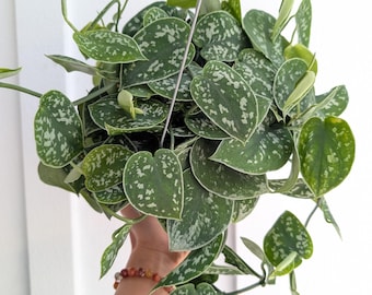Scindapsus Pictus Argyraeus Silver Satin Pothos