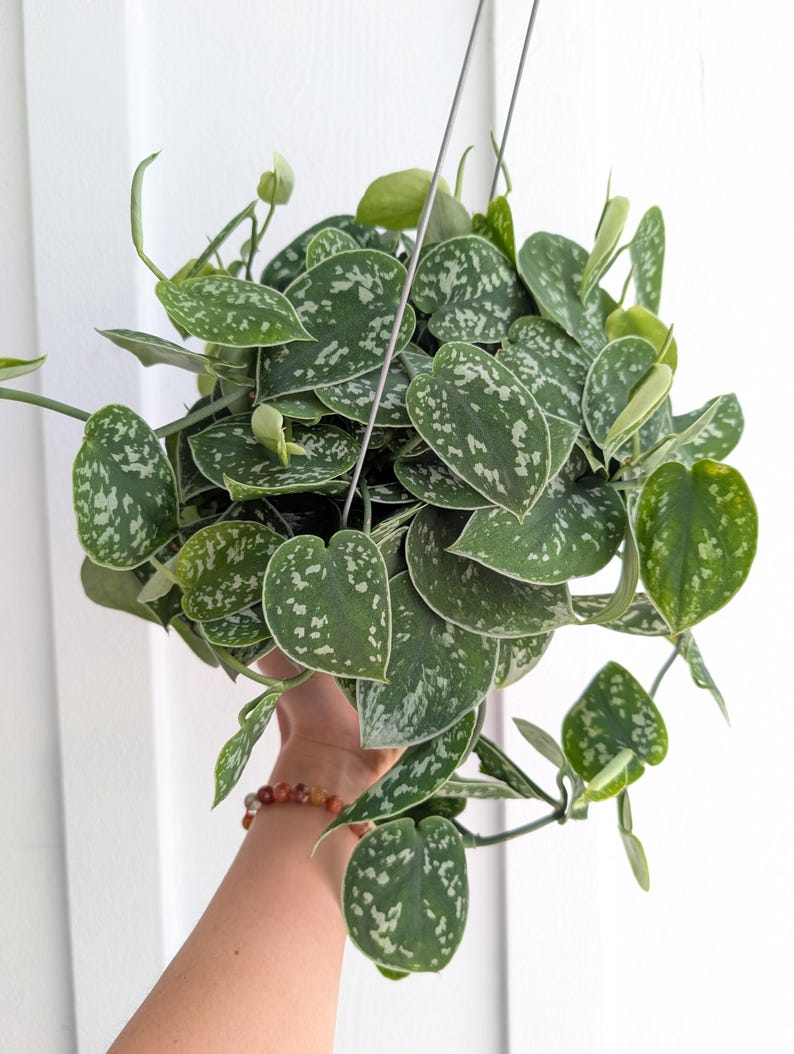 May include: A hanging Scindapsus pictus plant featuring heart-shaped, dark green leaves with irregular silver-grey variegation and speckles. The trailing vines are suspended by thin metal wires, showcasing a dense cluster of foliage with a matte texture.