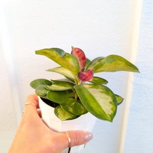 Hoya Australis Lisa en maceta de 10 cm