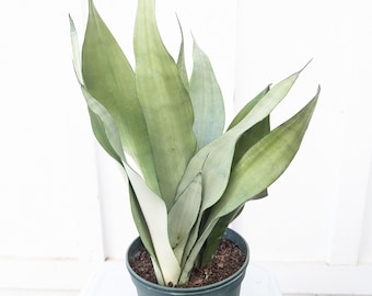 Sansevieria Moonshine Snake Plant